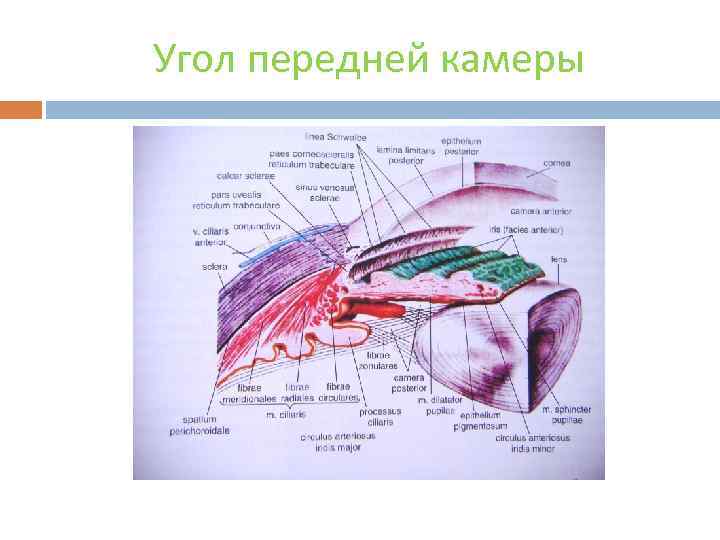 Угол передней камеры 