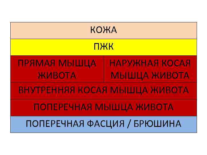 КОЖА ПЖК ПРЯМАЯ МЫШЦА НАРУЖНАЯ КОСАЯ ЖИВОТА МЫШЦА ЖИВОТА ВНУТРЕННЯЯ КОСАЯ МЫШЦА ЖИВОТА ПОПЕРЕЧНАЯ