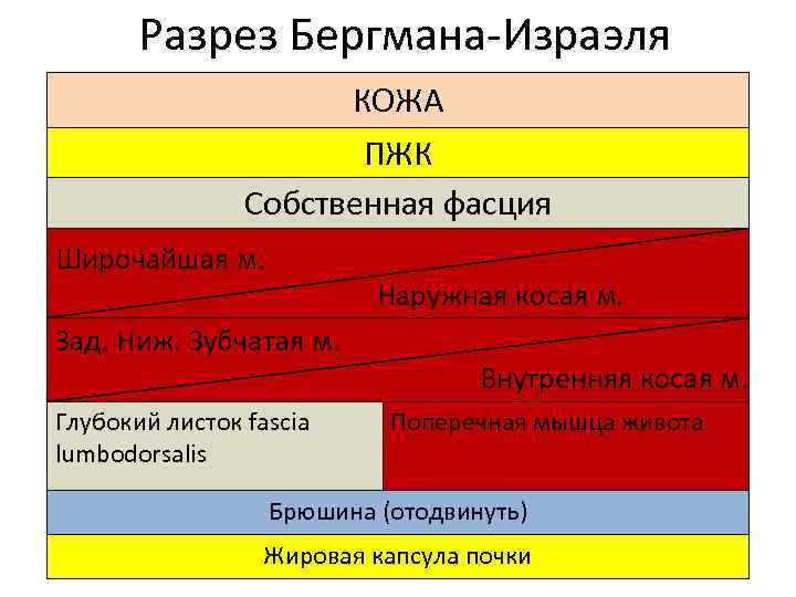 Разрез Бергмана-Израэля КОЖА ПЖК Собственная фасция Широчайшая м. Наружная косая м. Зад. Ниж. Зубчатая