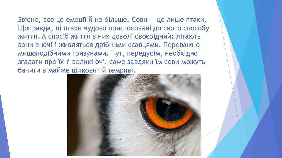 Звісно, все це емоції й не більше. Сови — це лише птахи. Щоправда, ці