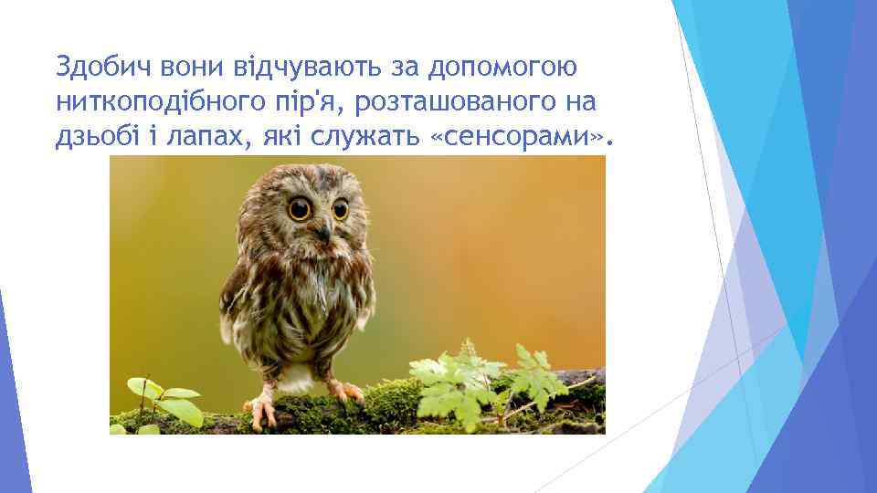 Здобич вони відчувають за допомогою ниткоподібного пір'я, розташованого на дзьобі і лапах, які служать