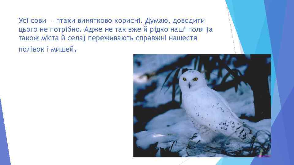 Усі сови — птахи винятково корисні. Думаю, доводити цього не потрібно. Адже не так