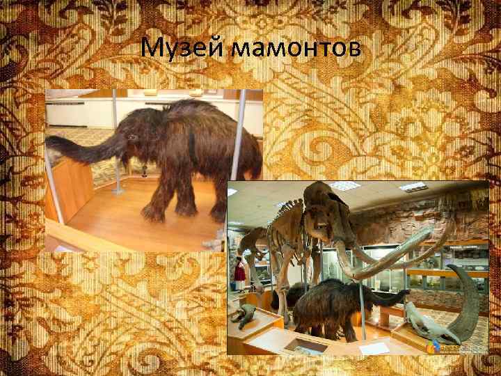 Музей мамонтов 