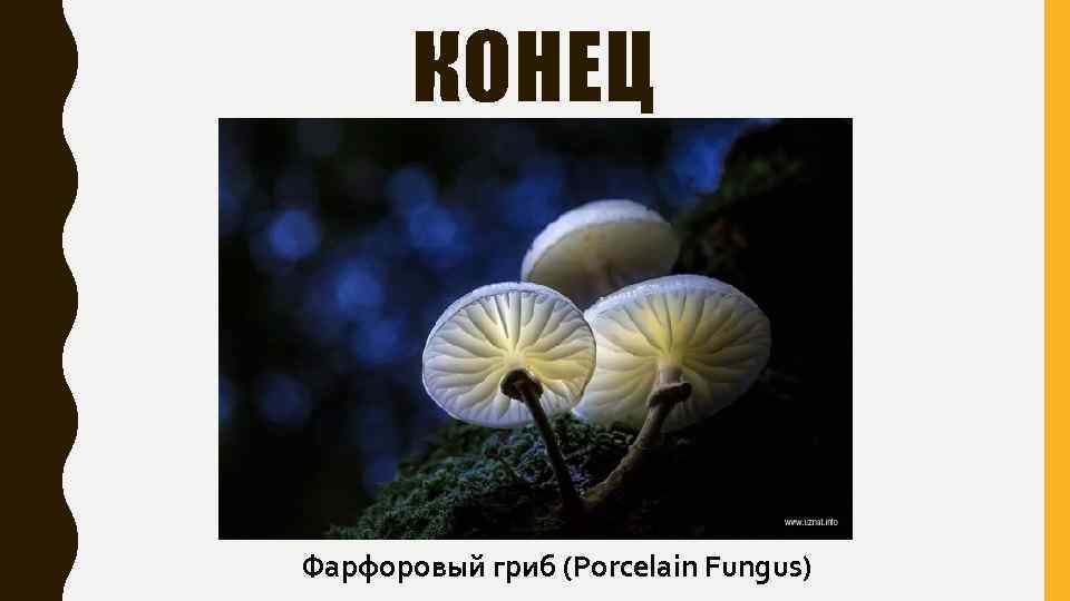 КОНЕЦ Фарфоровый гриб (Porcelain Fungus) 