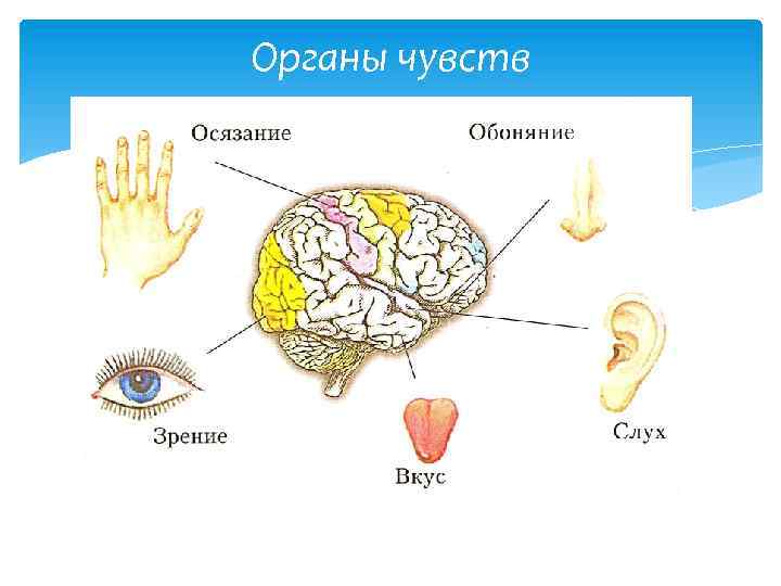 Органы чувств 