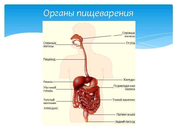 Самый важный орган человека. Главный орган пищеварительной системы. Самый главный орган пищеварительной системы. Какой самый главный орган в пищеварительной системе. Органы пищеварения и органы выделения.