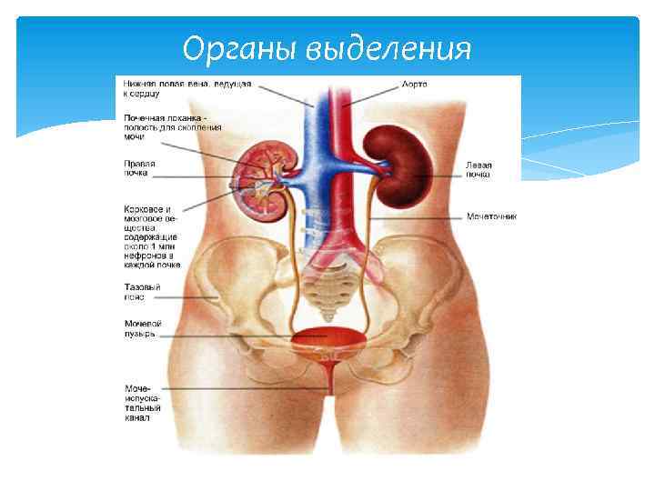 В каком случае органы. Органы выделения человека схема.