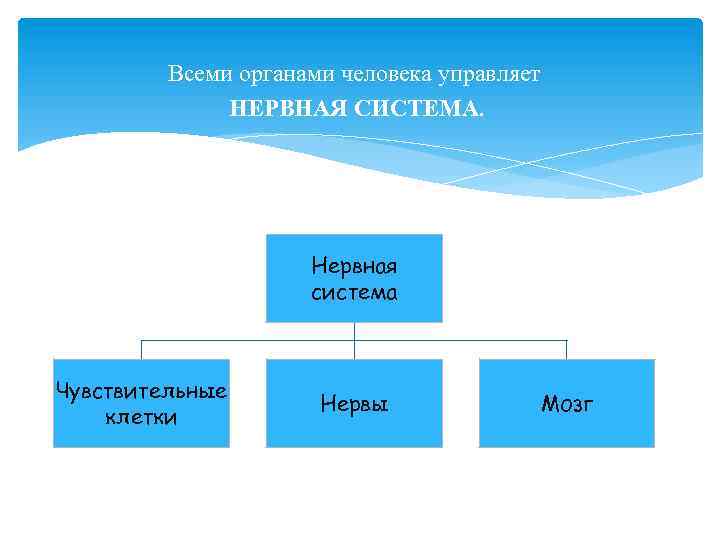 Всеми органами человека управляет НЕРВНАЯ СИСТЕМА. Нервная система Чувствительные клетки Нервы Мозг 