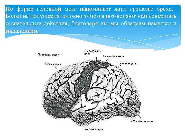 По форме головной мозг напоминает ядро грецкого ореха. Большие полушария головного мозга поз-воляют нам