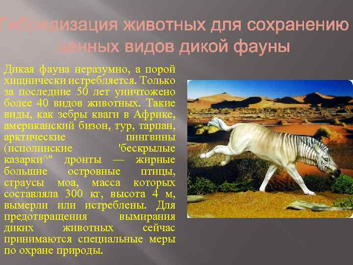 Дикая фауна неразумно, а порой хищнически истребляется. Только за последние 50 лет уничтожено более