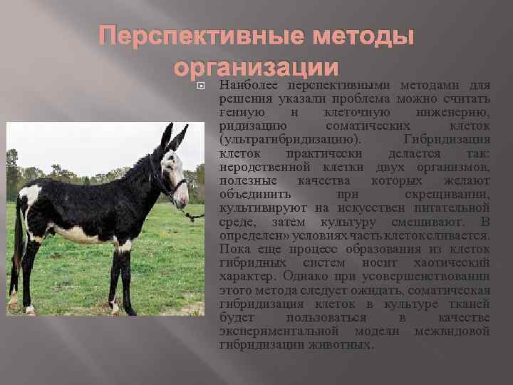 Перспективные методы организации Наиболее перспективными методами для решения указали проблема можно считать генную и