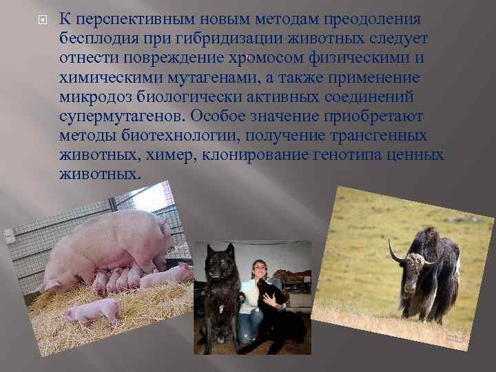  К перспективным новым методам преодоления бесплодия при гибридизации животных следует . отнести повреждение