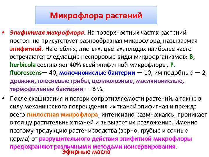 Микрофлора растений • Эпифитная микрофлора. На поверхностных частях растений постоянно присутствует разнообразная микрофлора, называемая