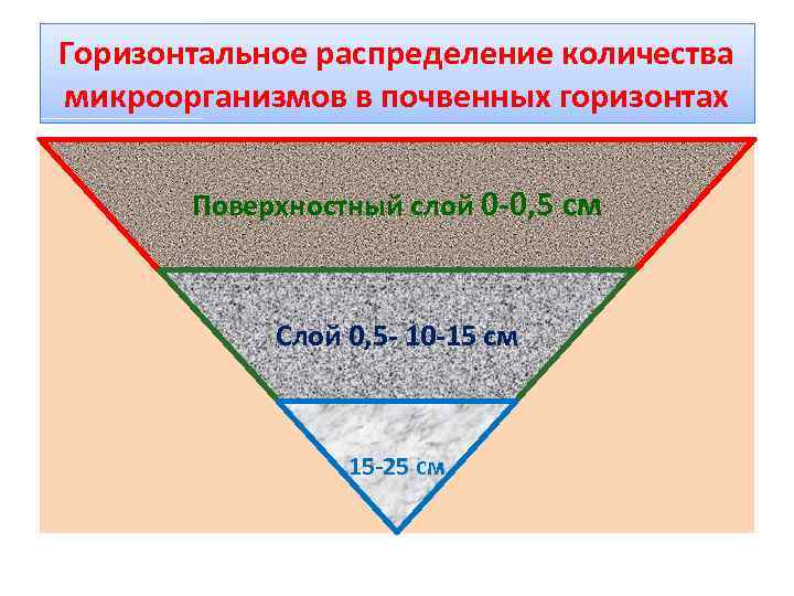 Горизонтальное распределение количества микроорганизмов в почвенных горизонтах Поверхностный слой 0 -0, 5 см Слой