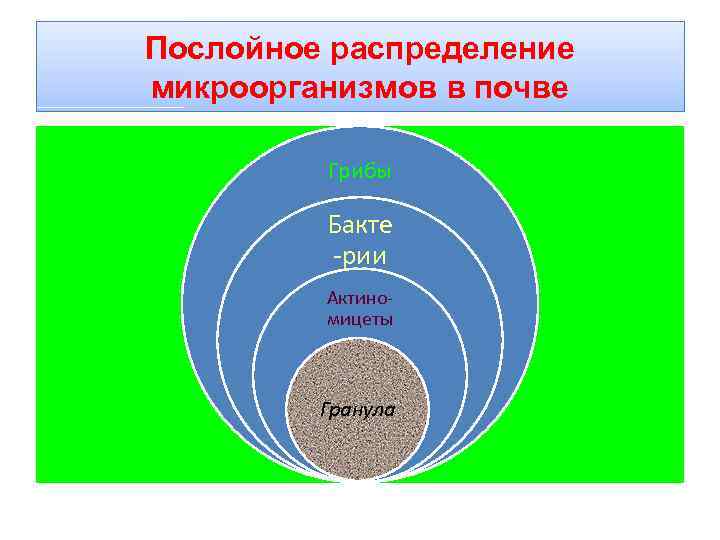 Послойное распределение микроорганизмов в почве Грибы Бакте -рии Актиномицеты Гранула 