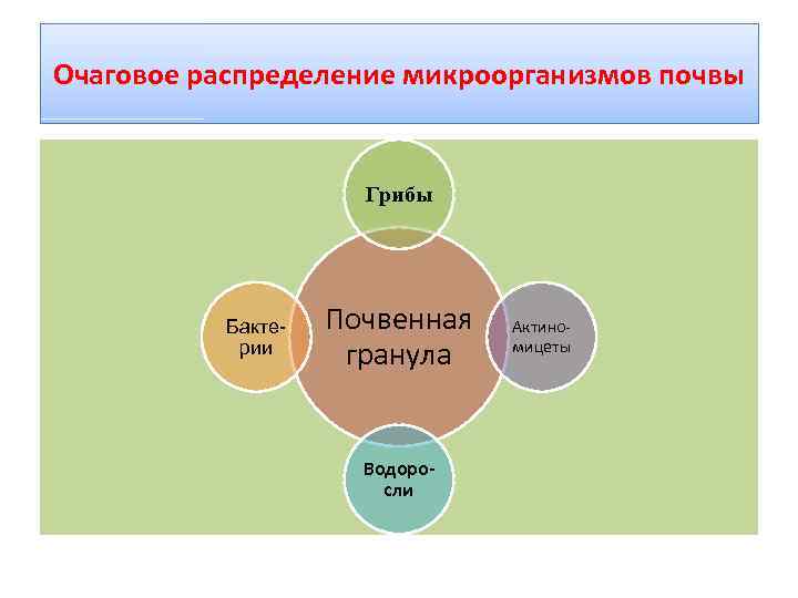 Очаговое распределение микроорганизмов почвы Грибы Бактерии Почвенная гранула Водоросли Актиномицеты 