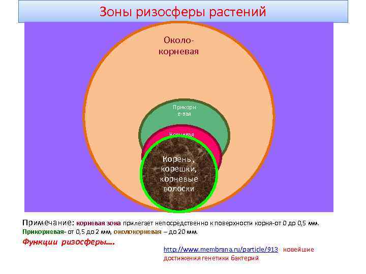 Зоны ризосферы растений Околокорневая Прикорн е-вая Корневая зона Корень , корешки, корневые волоски Примечание: