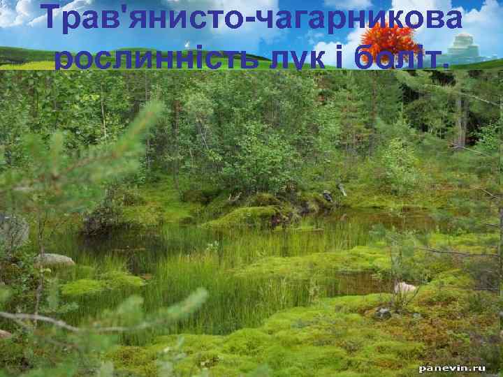 Трав'янисто-чагарникова рослинність лук і боліт. 