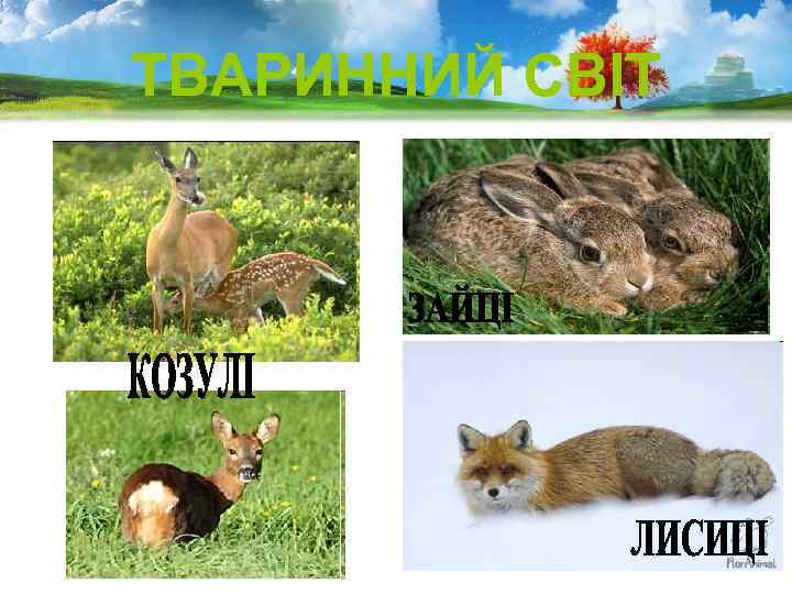 ТВАРИННИЙ СВІТ 