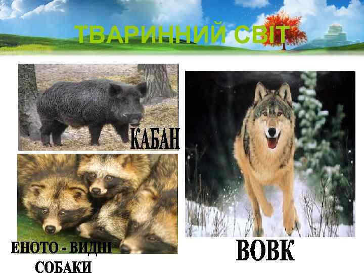ТВАРИННИЙ СВІТ 