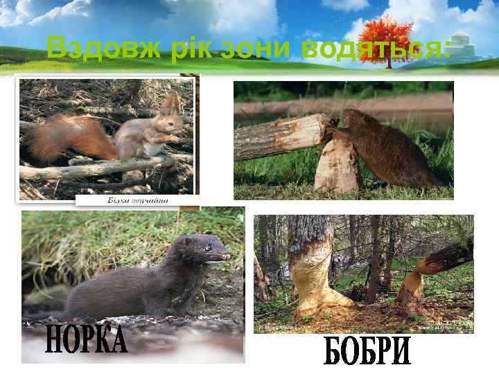 Вздовж рік зони водяться: 