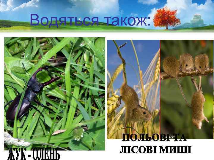 Водяться також: 