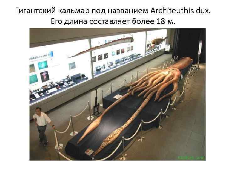 Гигантский кальмар под названием Architeuthis dux. Его длина составляет более 18 м. 