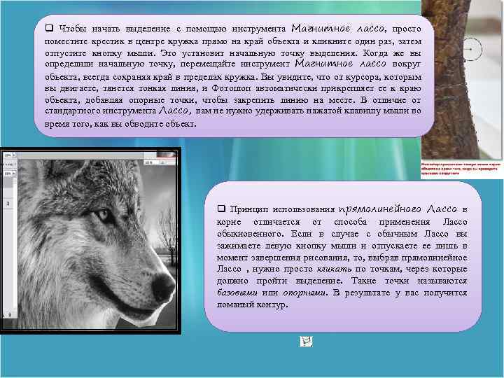 q Чтобы начать выделение с помощью инструмента Магнитное лассо, просто поместите крестик в центре