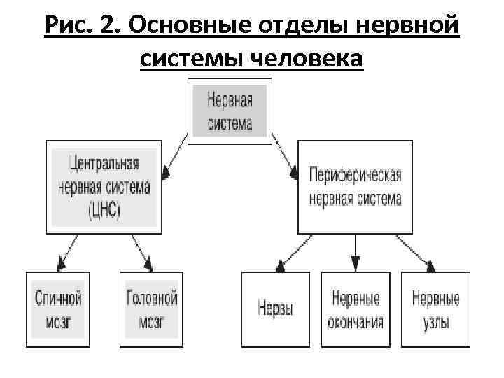 Рис. 2. Основные отделы нервной системы человека 