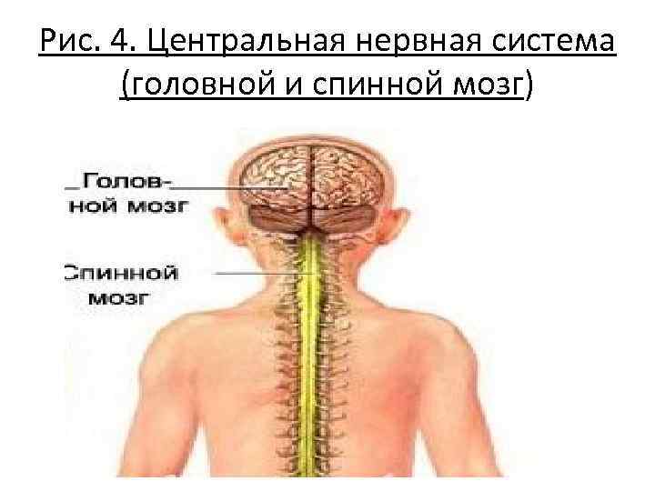 Головной и спинной мозг имеет. Центральная нервная система головной и спинной мозг. Нервная система головной и спинной мозг схема. Нервная система человека головной мозг для детей. Центральная нервная система состоит из спинного и головного.