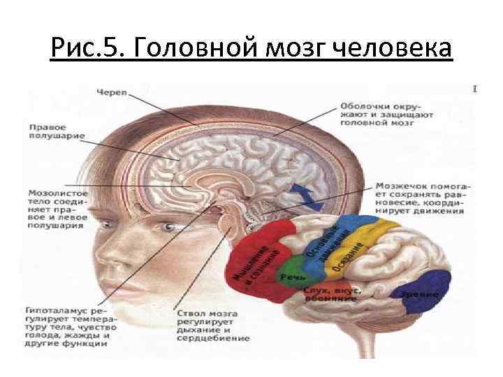 Рис. 5. Головной мозг человека 