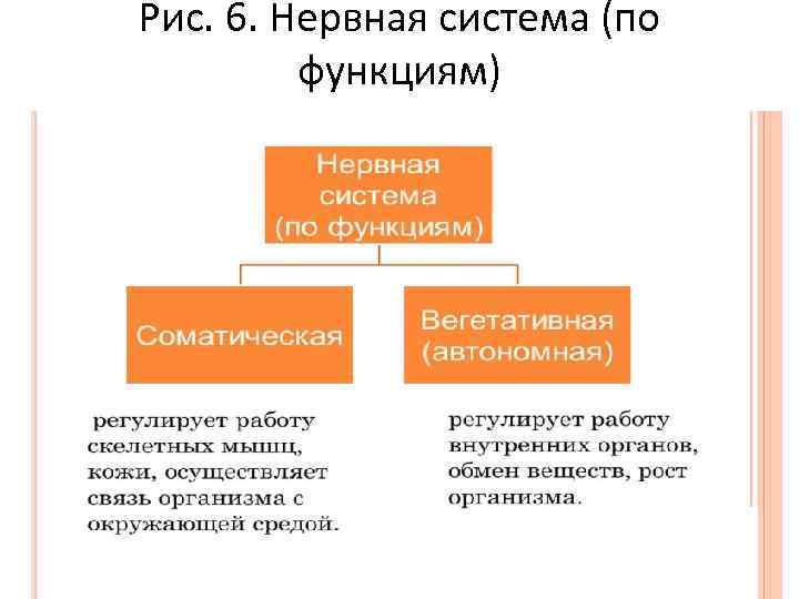 Первая нервная система. Нервная система по функциям схема. Нервная система функционально делится на. По функциям нервная система делится на. Нервная система делится на вегетативную и соматическую.