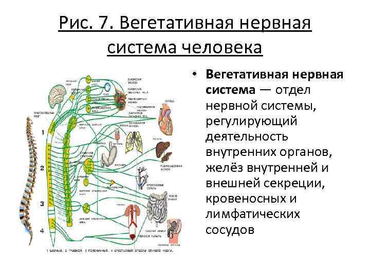 Вегетативные связи. Автономная вегетативная нервная система регулирует. Автономная (вегетативная) нервная система регулирует деятельность. Что регулирует симпатический отдел вегетативной нервной системы. Вегетативная нервная система регулирует деятельность мышц.
