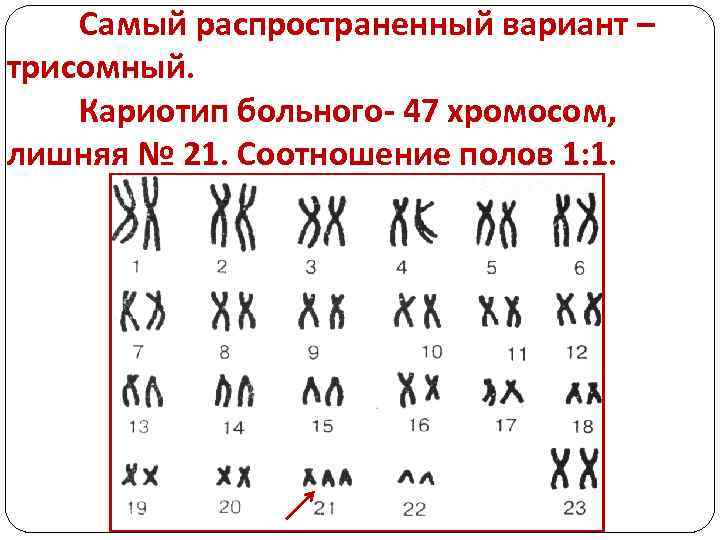 Количество хромосом в кариотипе человека