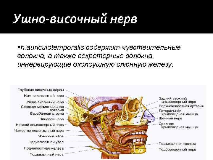 Ушно-височный нерв n. аuriculotemporalis содержит чувствительные волокна, а также секреторные волокна, иннервирующие околоушную слюнную