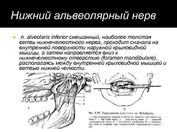 Нижний альвеолярный нерв n. alveolaris inferior смешанный, наиболее толстая ветвь нижнечелюстного нерва, проходит сначала