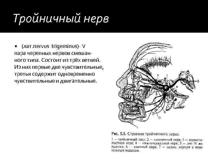 Тройничный нерв (лат. nervus trigeminus)- V пара черепных нервов смешанного типа. Состоит из трёх