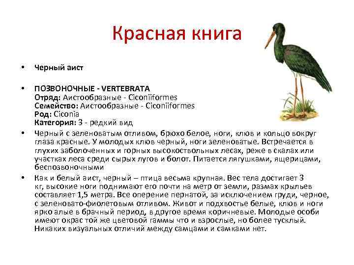 Красная книга • Черный аист • ПОЗВОНОЧНЫЕ - VERTEBRATA Отряд: Аистообразные - Сiconiiformes Семейство: