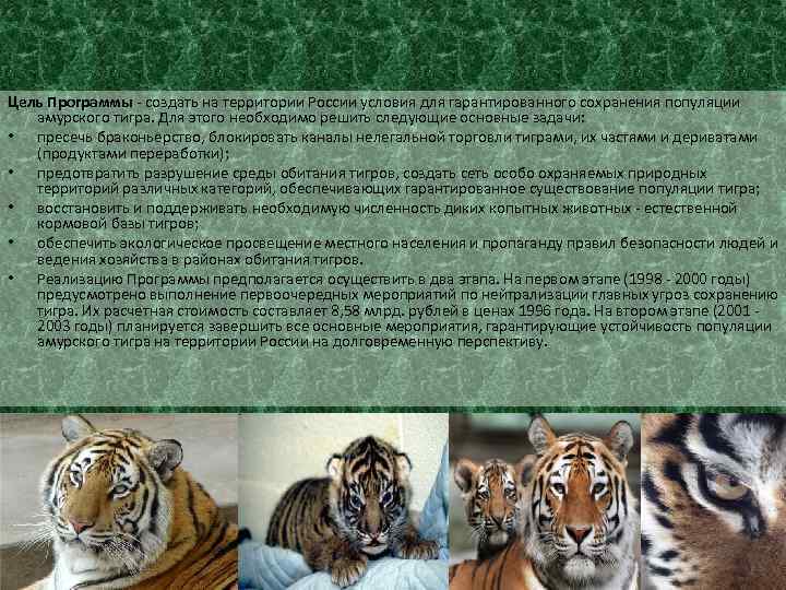 Цель Программы - создать на территории России условия для гарантированного сохранения популяции амурского тигра.