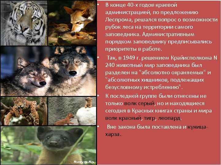  • В конце 40 -х годов краевой администрацией, по предложению Леспрома, решался вопрос