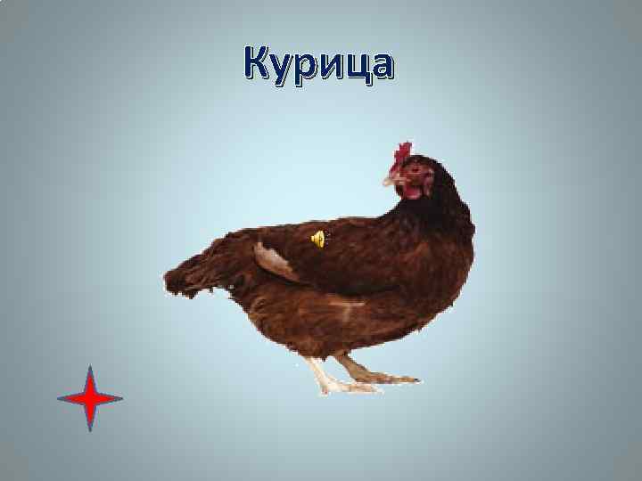 Курица 