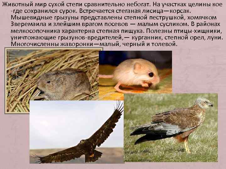 Животный мир сухой степи сравнительно небогат. На участках целины кое -где сохранился сурок. Встречается