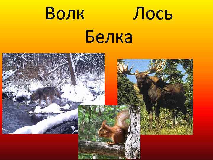 Волк Лось Белка 