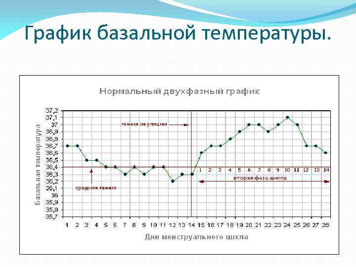 График базальной температуры. 