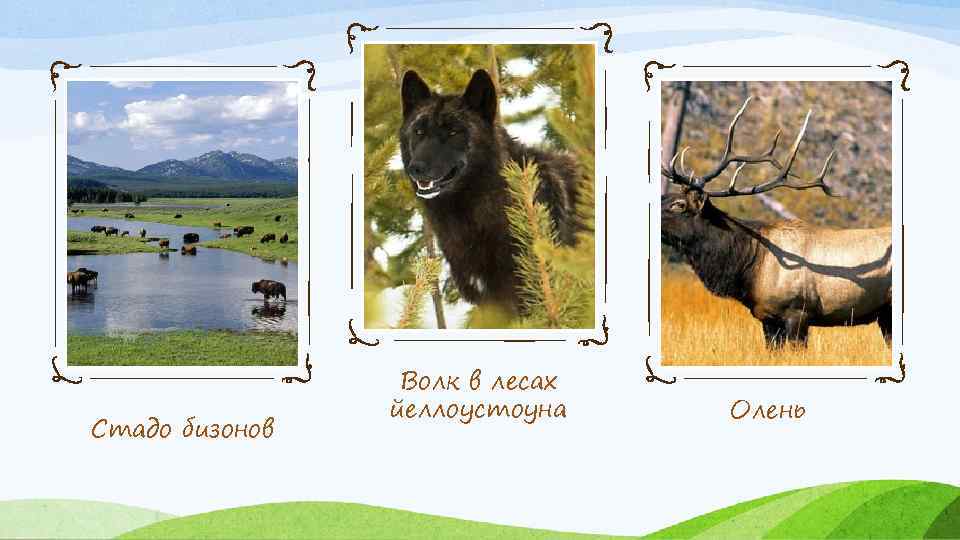 Стадо бизонов Волк в лесах йеллоустоуна Олень 