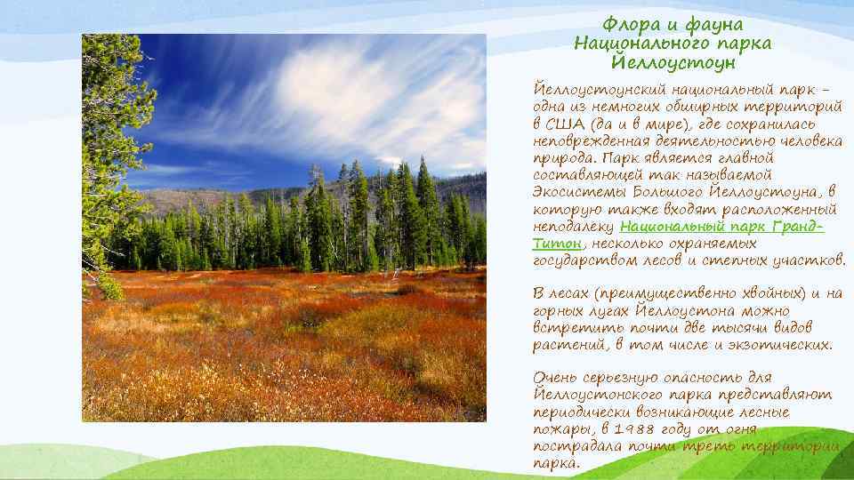 Флора и фауна Национального парка Йеллоустоунский национальный парк одна из немногих обширных территорий в