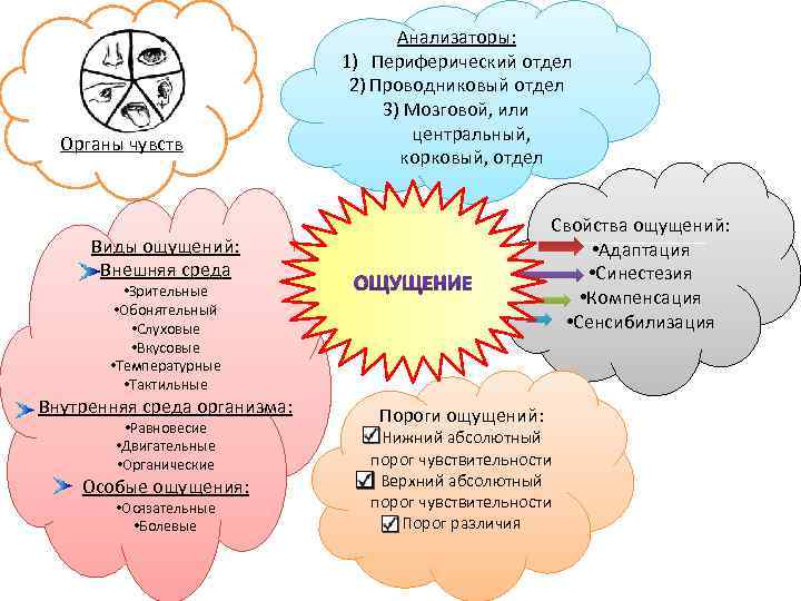 Органы чувств Анализаторы: 1) Периферический отдел 2) Проводниковый отдел 3) Мозговой, или центральный, корковый,