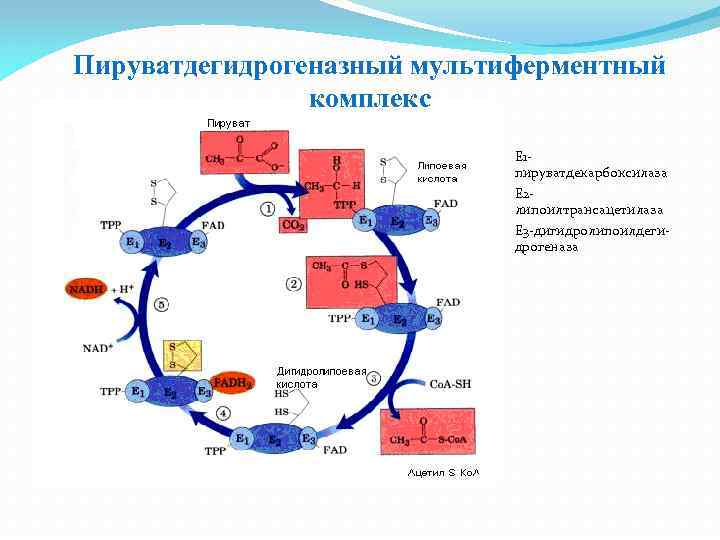 Схема общего пути катаболизма