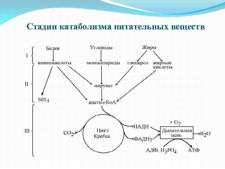 Катаболизм энергетических субстратов общая схема