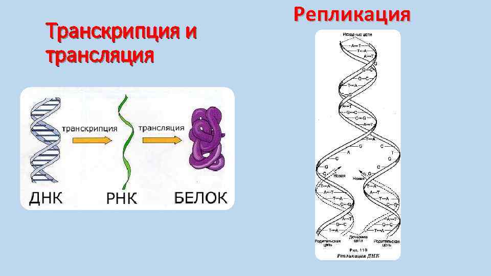 Процесс транскрипции рисунок